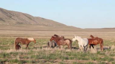 Utah çölünde ilkbaharda vahşi atlar