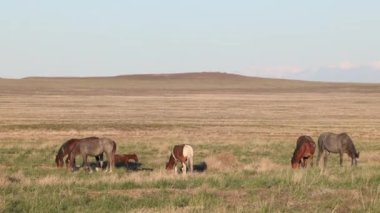 Utah çölünde ilkbaharda vahşi atlar