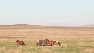 Utah çölünde ilkbaharda vahşi atlar