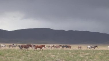 Utah çölünde ilkbaharda vahşi atlar