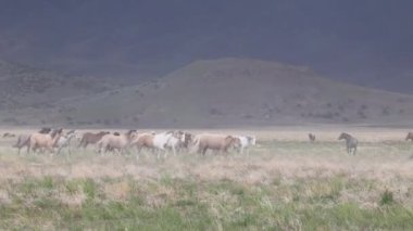 Utah çölünde ilkbaharda vahşi atlar