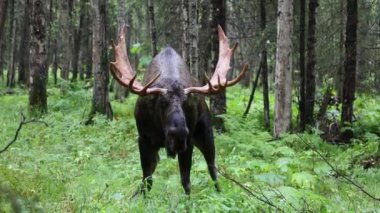 Alaska Geyiği, Alaska 'da sonbaharda bir boğa.