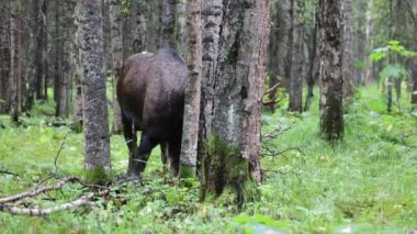 Alaska Geyiği, Alaska 'da sonbaharda bir boğa.