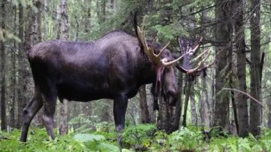 Alaska Geyiği, Alaska 'da sonbaharda bir boğa.