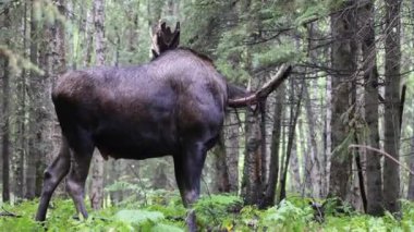 Alaska Geyiği, Alaska 'da sonbaharda bir boğa.