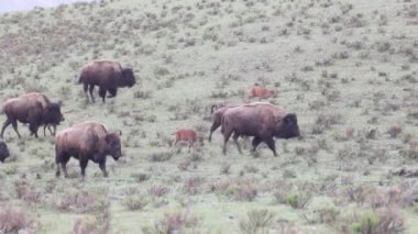 Wyoming 'de baharda bizon inekleri ve buzağılar.