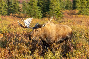 Alaska Yukon geyiği Sonbaharda Denali Ulusal Parkı Alaska 'da