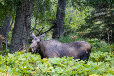 Sonbaharda Alaska Yukon geyiği.