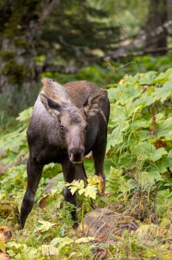 Alaska 'da sonbaharda bir yavru geyik.