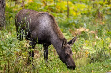 Alaska 'da sonbaharda bir yavru geyik.