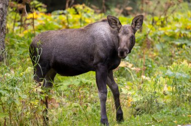 Alaska 'da sonbaharda bir yavru geyik.