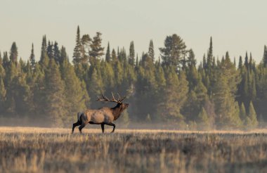 Sonbaharda Wyoming 'de tekdüze bir geyik.