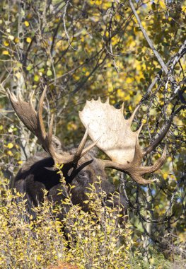 Grand Teton Ulusal Parkı 'nda sonbaharda rutin bir geyik.