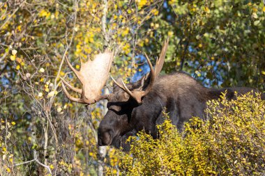 Grand Teton Ulusal Parkı 'nda sonbaharda rutin bir geyik.