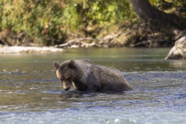 Sonbaharda Alaska 'da somon avlayan genç bir kahverengi ayı.