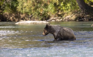 Sonbaharda Alaska 'da somon avlayan genç bir kahverengi ayı.