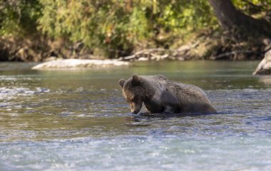 Sonbaharda Alaska 'da somon avlayan genç bir kahverengi ayı.