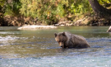 Sonbaharda Alaska 'da somon avlayan genç bir kahverengi ayı.