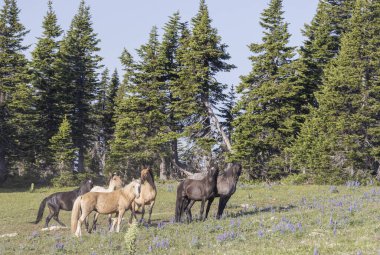 Yazın Montana 'daki Pryor Dağları' nda vahşi atlar