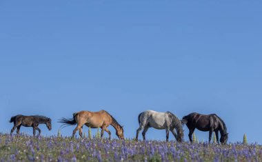 wild horses in summer in the Pryor Mountains Montana