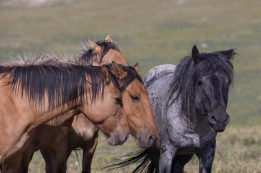 wild horses in summer in the Pryor Mountains Montana