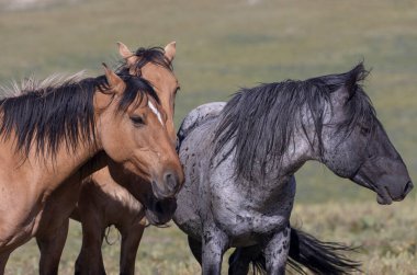 wild horses in summer in the Pryor Mountains Montana