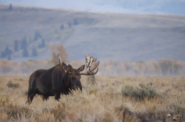 Sonbaharda Wyoming 'de monoton bir geyik.