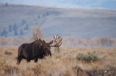 a bull moose during the rut in Wyoming in autumn clipart