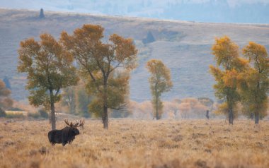 Sonbaharda Wyoming 'de monoton bir geyik.