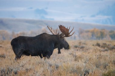 Sonbaharda Wyoming 'de monoton bir geyik.