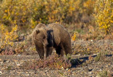 Sonbaharda Denali Ulusal Parkı 'nda bir boz ayı.