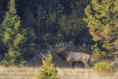 Grand Teton Ulusal Parkı Wyoming 'de sonbaharda tekdüze bir boğa geyiği.