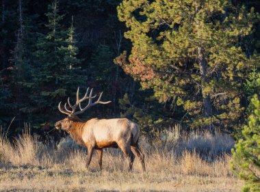 Grand Teton Ulusal Parkı Wyoming 'de sonbaharda tekdüze bir boğa geyiği.