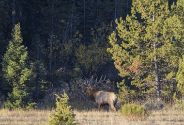 Grand Teton Ulusal Parkı Wyoming 'de sonbaharda tekdüze bir boğa geyiği.