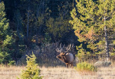 Grand Teton Ulusal Parkı Wyoming 'de sonbaharda tekdüze bir boğa geyiği.