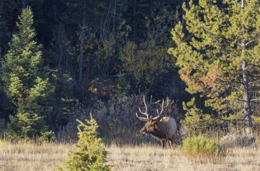 Grand Teton Ulusal Parkı Wyoming 'de sonbaharda tekdüze bir boğa geyiği.