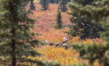 Alaska Yukon geyiği Sonbaharda Denali Ulusal Parkı Alaska 'da