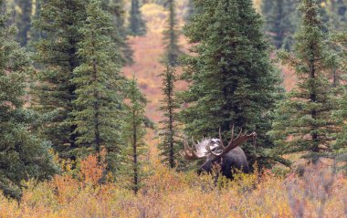 Alaska Yukon geyiği Sonbaharda Denali Ulusal Parkı Alaska 'da