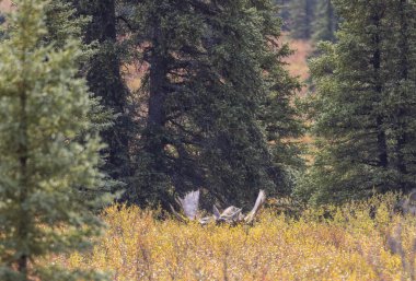 Alaska Yukon geyiği Sonbaharda Denali Ulusal Parkı Alaska 'da