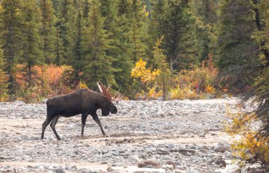 Alaska geyiği Sonbaharda Denali Ulusal Parkı Alaska 'da