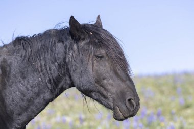 a beautiful wild horse in summer in the Pryor Mountains Montana