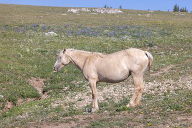 a beautiful wild horse in summer in the Pryor Mountains Montana