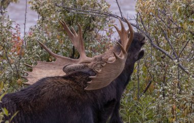 Wyoming 'de sonbaharda tekdüze bir geyik.