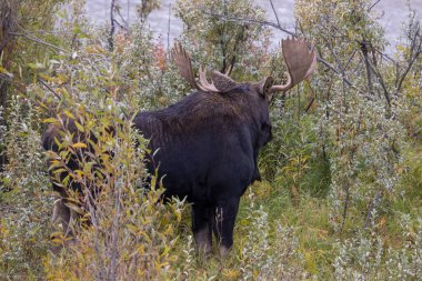 Wyoming 'de sonbaharda tekdüze bir geyik.