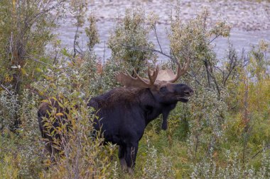 Wyoming 'de sonbaharda tekdüze bir geyik.