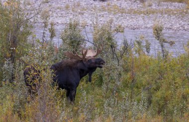 Wyoming 'de sonbaharda tekdüze bir geyik.