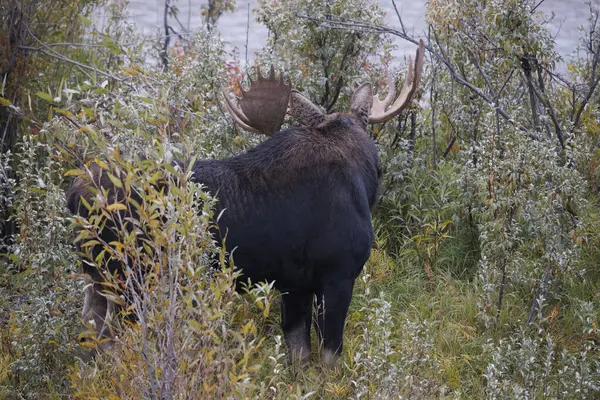 Wyoming 'de sonbaharda tekdüze bir geyik.