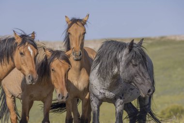 wild horses in summer in the Pryor Mountains Montana 