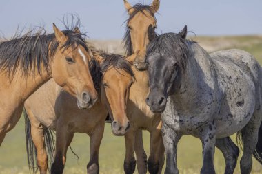 wild horses in summer in the Pryor Mountains Montana 
