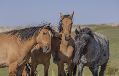 wild horses in summer in the Pryor Mountains Montana 